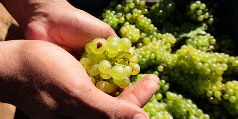 Vino Biodinamico Disciplinare Prezzi E Quali Sono I Migliori In Italia