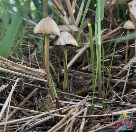 Psilocybe Semilanceata Spore Print Liberty Cap Inoculate The World