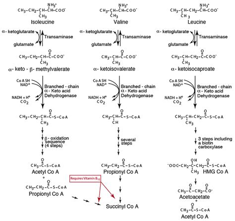 Amino Acid Metabolism Branched Chain Amino Acid Degradation