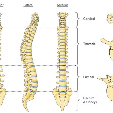 1: Anatomy of the spine. Vertebrae in yellow, disks in blue ...