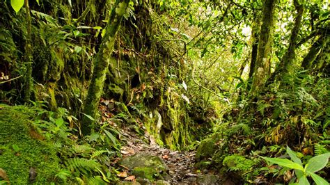 Free download Rainforest Habitat [1600x900] for your Desktop, Mobile ...