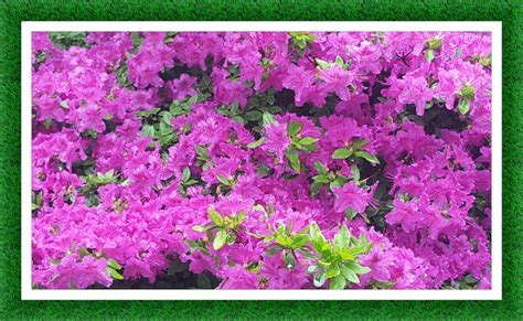 Solve Azalka Azalea Jigsaw Puzzle Online With 15 Pieces