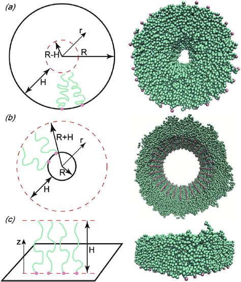 Schematic Illustration Left And Snapshots Of Md Simulations Right