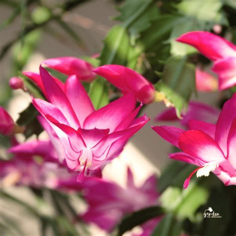 Why Is My Christmas Cactus Turning Purple? Understanding Color Changes and Remedies - Garden for ...