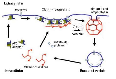 Clathrin