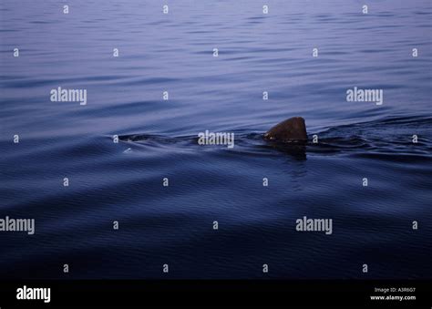 Basking shark fin on the sea surface Cetorhinus maximus Stock Photo - Alamy