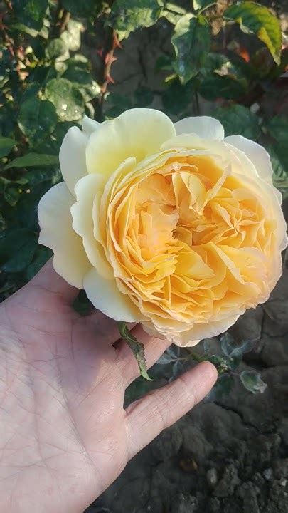 Английская срезочная роза 🌹 Беатрис - YouTube