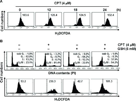 Camptothecin Cpt Induced Reactive Oxygen Species Ros Mediate G M