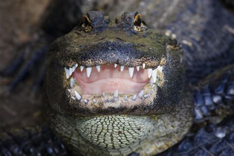 13 Foot Alligator Found With Human Body Inside Mouth In Florida Iheart