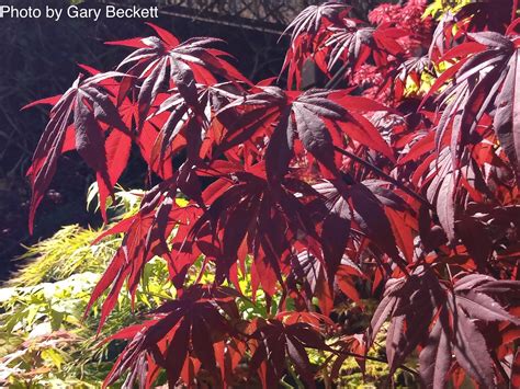 Buy Acer Palmatum Emperor 1 Red Japanese Maple — Mr Maple │ Buy Japanese Maple Trees