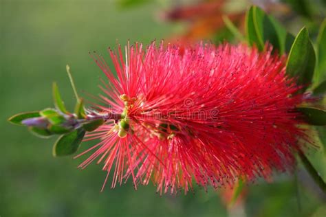 Red Flower Of Bottlebrush Shrub Stock Image Image Of Middle Sunny