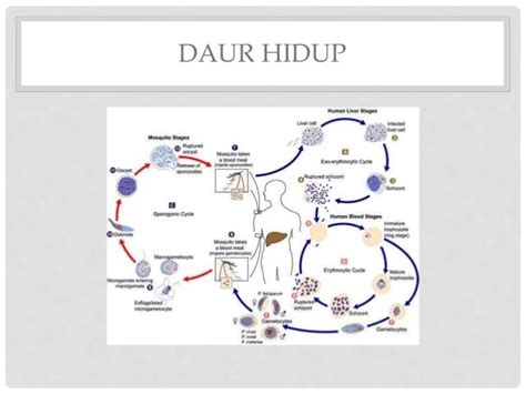 Siklus Hidup Plasmodium Vivax Sinau