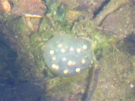 California Newt Egg Sacs Project Noah