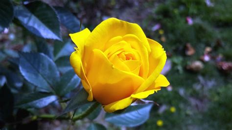 Free picture: yellow roses, petals, roses, flowering, plant, garden