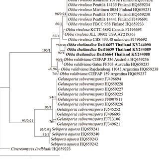 The Phylogram Inferred From A Maximum Likelihood Analysis Of ITS