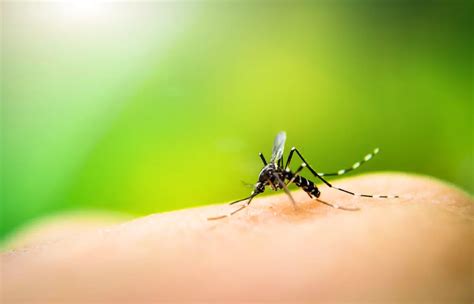 Last Van Muggen Kies Voor Natuurlijke Middelen