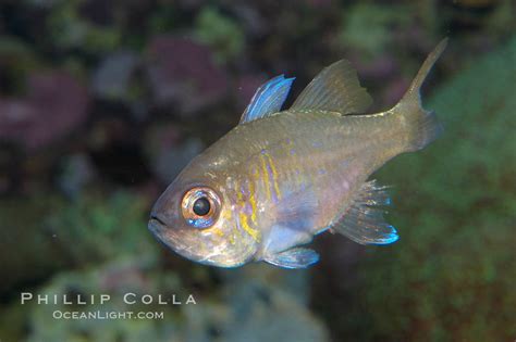 Threadfin cardinalfish, Apogon leptacanthus photo, #08881