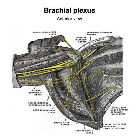 Brachial Plexus Gray S Illustrations Image Radiopaedia Org