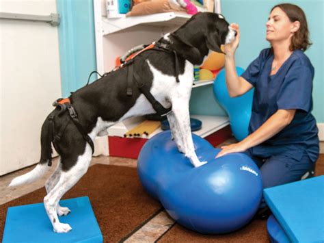 Therapeutic Exercise Paws Pt Pet Physical Therapy Rehab And Wellness