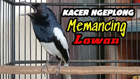 Awalan Suara Kacer Ngeplong Memancing Lawan Di Pagi Hari Bikin Kacer