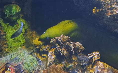 Acuario De Veracruz Exhibición Costos Y Horarios 2024