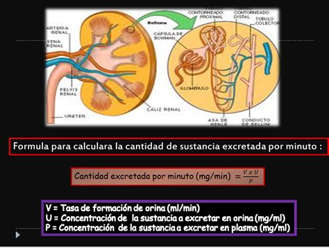 Fisiologia Medica Depuracion O Aclaramiento Renal