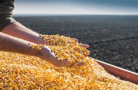 Ukraines Harvest Of Grains And Oilseeds In Exceeded Million