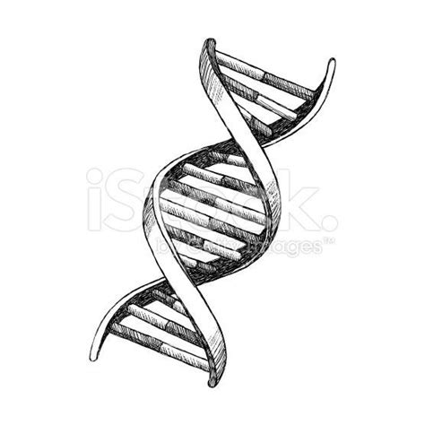 Dna Drawing Royalty Free Stock Vector Art Dna Tattoo Dna Drawing Dna Art