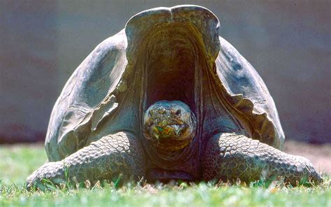 The Most Famous Tortoise in Galapagos - Galapagos Travel Center