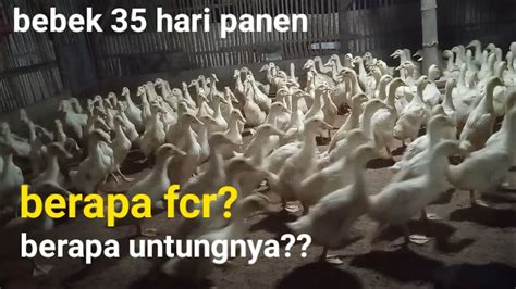 Berapa Untungnya Bebek 35 Hari Panen Bebek Pedaging YouTube