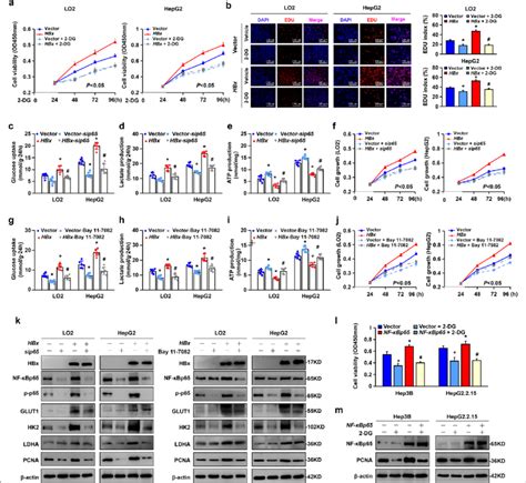 Inhibition Of Nf κbp65 Suppressed Hbx Induced Proliferation By