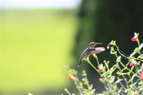 Hummingbirds still in Wisconsin....