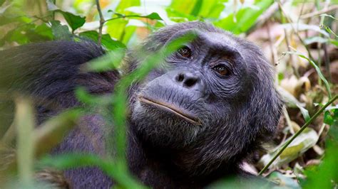 Days Kibale Chimpanzee Trek Safari Uganda Safari Tours Holidays