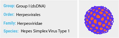 Herpes Simplex Virus Type 1 - Quip Labs