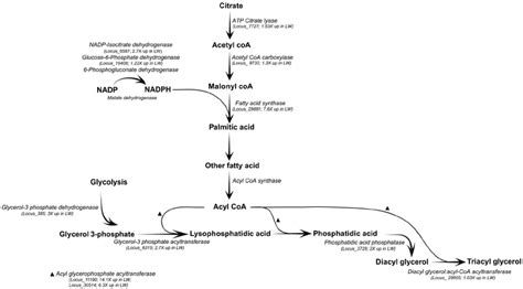 The Major Components Of The Fatty Acid Metabolism Pathway Fold Changes