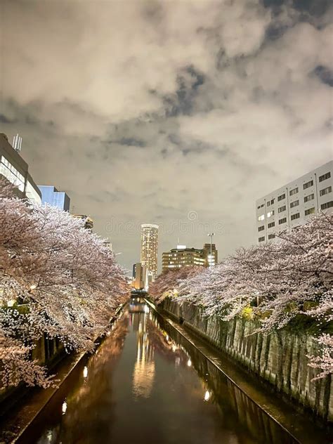 Cherry Blossom Tunnel X Sakura Blooming X At Meguro In Tokyo