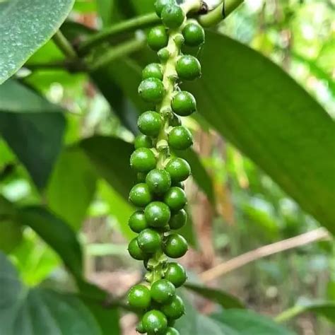 Como Plantar Pimenta Do Reino Em Casa Como Fazer Tudo