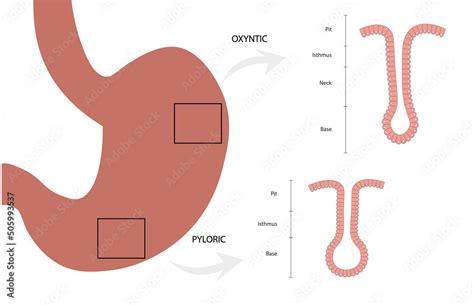 Gastric Stem Cells Illustration In The Corpus And Antrum Gastric