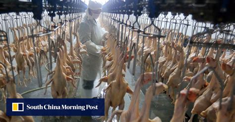 Containing Bird Flu Viruses A Life And Death Battle In China South