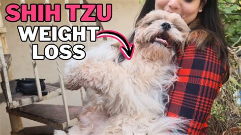 How To Help Your Overweight Shih Tzu Lose Weight Youtube