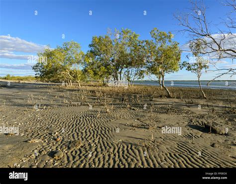 Coastal Mangrove, Karumba Beach, Queensland, Australia Stock Photo - Alamy