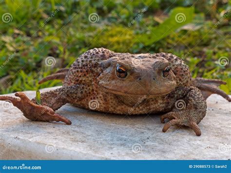 Common toad on stone stock image. Image of closeup, anura - 29088573