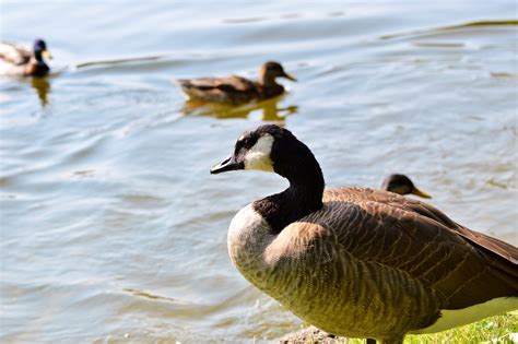 Wild Goose Angsa Burung Air Foto Gratis Di Pixabay Pixabay