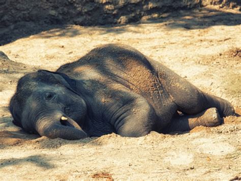 Gajah Jinak Mati Di CRU Aceh Utara Tagar