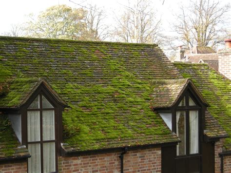 How To Kill Moss On Your Roof A Homeowner’s Guide Evergreen