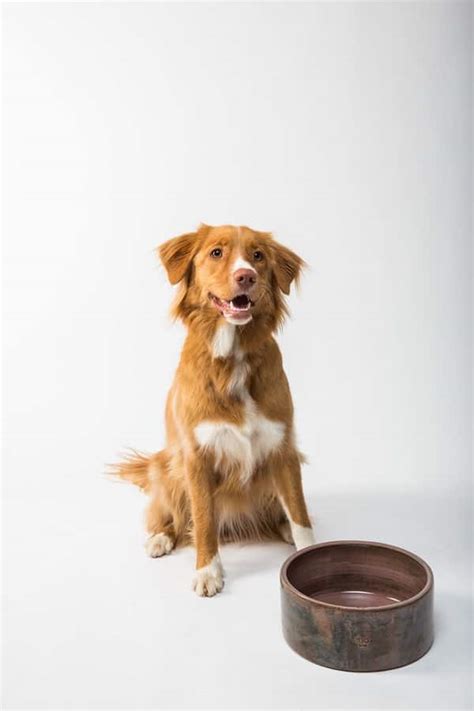 Best Ceramic Dog Bowls - Your Dog Advisor