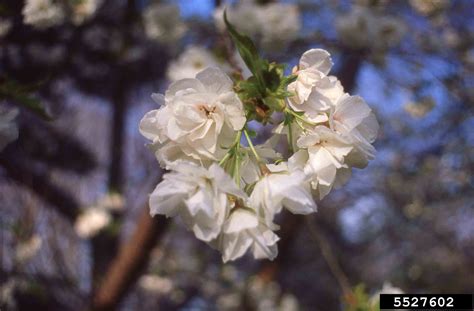 Arkansas Tree Database - Japanese Flowering Cherry