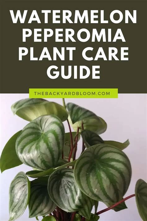 Watermelon Peperomia 1 Vital Care Tip And How To Propagate Artofit