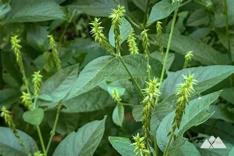 Japanese chaff flower – a silent crisis lurking on Georgia trails ...