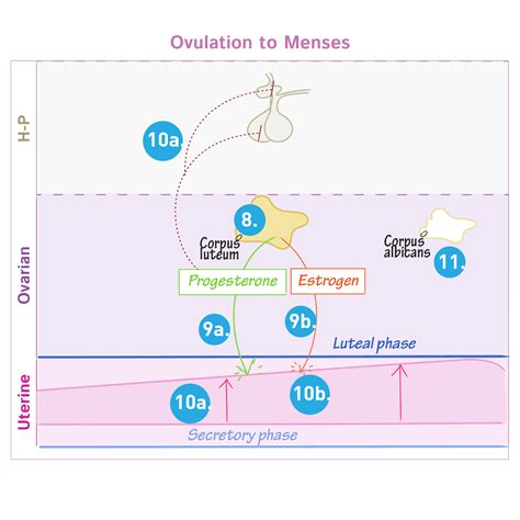 Physiology Glossary Menstrual Cycle Ovarian And Uterine Cycles Ditki Medical And Biological